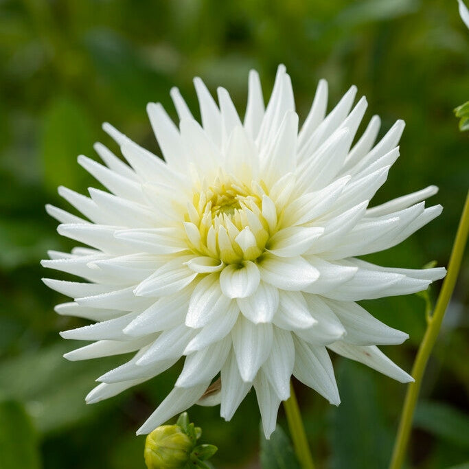 Dahlia Cactus My Love 1-pakke
